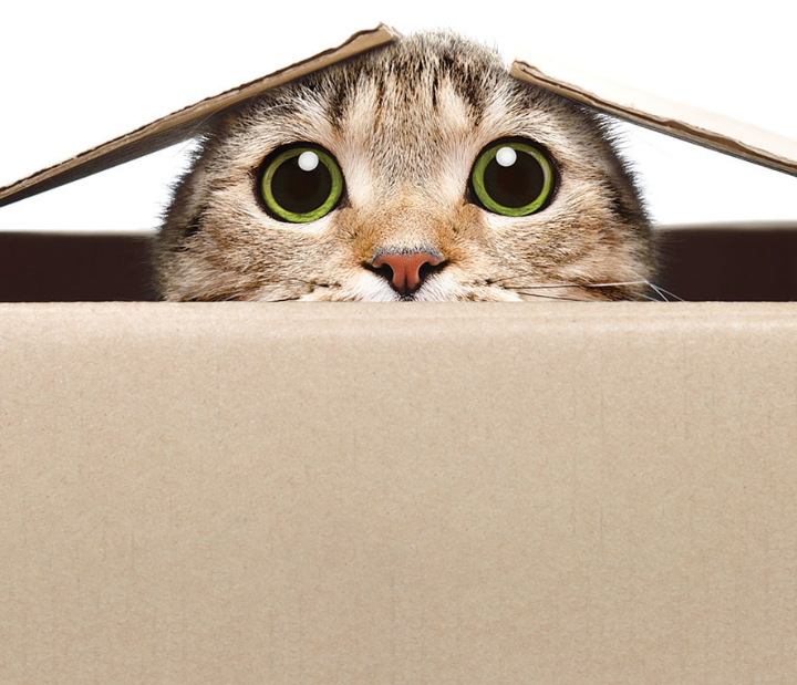 Tabby cat with wide green eyes peeking over edge of cardboard box