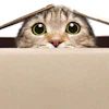 Tabby cat with wide green eyes peeking over edge of cardboard box