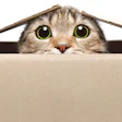 Tabby cat with wide green eyes peeking over edge of cardboard box