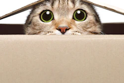 Tabby cat with wide green eyes peeking over edge of cardboard box