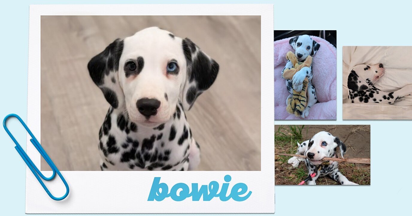 Collage of Dalmatian dog photos labeled 'bowie' featuring close-up and candid shots