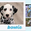 Collage of Dalmatian dog photos labeled 'bowie' featuring close-up and candid shots