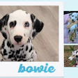 Collage of Dalmatian dog photos labeled 'bowie' featuring close-up and candid shots