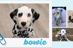 Collage of Dalmatian dog photos labeled 'bowie' featuring close-up and candid shots