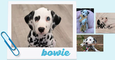 Collage of Dalmatian dog photos labeled 'bowie' featuring close-up and candid shots