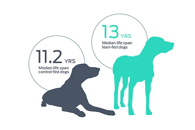 Dog life span comparison showing 11.2 years for small-to-mid dogs and 13 years for lean-hid dogs