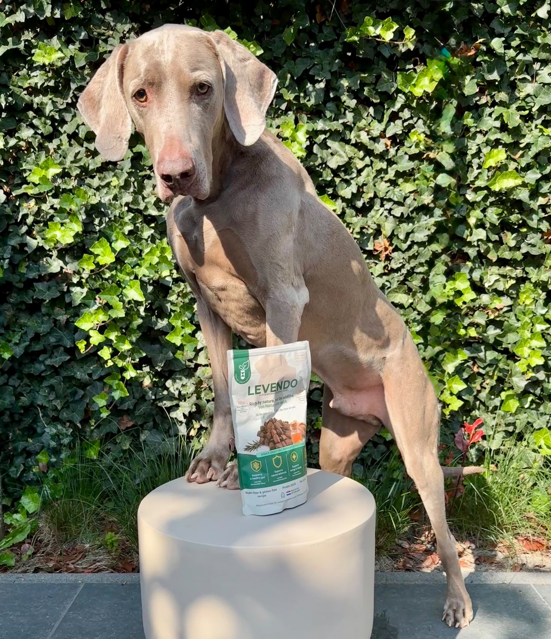 Weimaraner dog posing with Levendo pet food package against ivy-covered wall