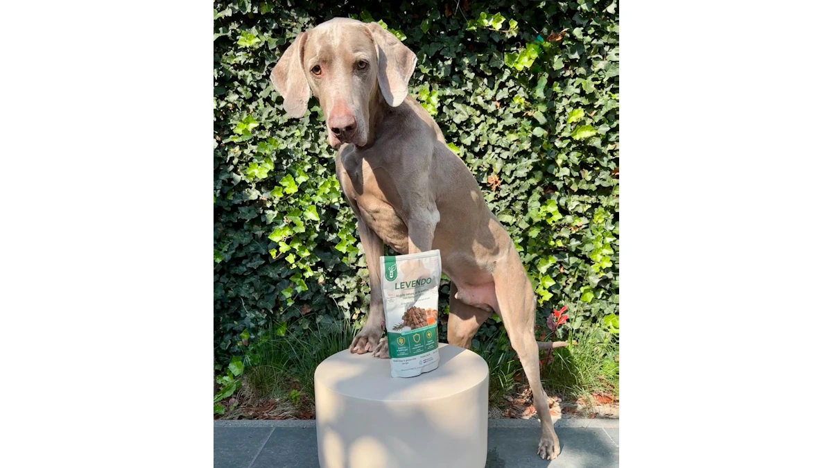 Reporting Layout Icons HenArt launches Levendo dog food with Enifer mycoprotein | PetfoodIndustry