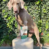 Weimaraner dog posing with Levendo pet food package against ivy-covered wall