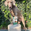 Weimaraner dog posing with Levendo pet food package against ivy-covered wall