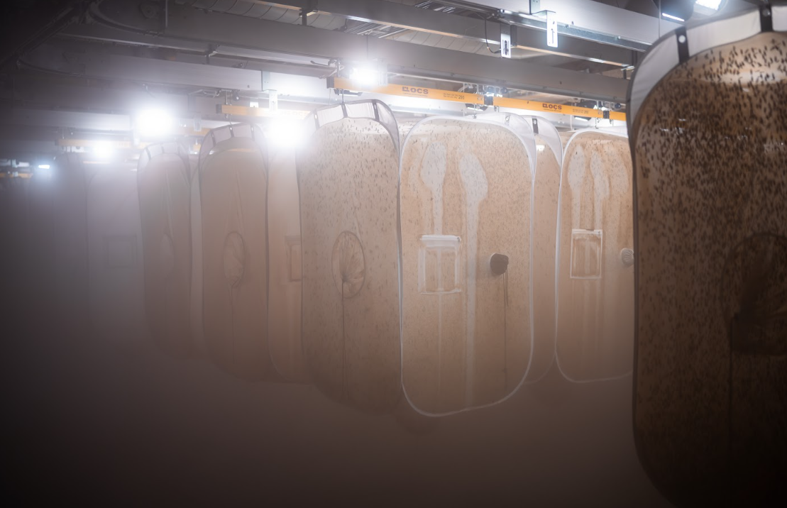 Volare opens insect protein plant in Finland | PetfoodIndustry