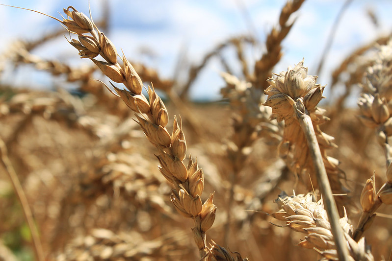 Close-up of mature wheat stalks in a golden harvest field under blue sky