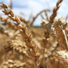 Close-up of mature wheat stalks in a golden harvest field under blue sky