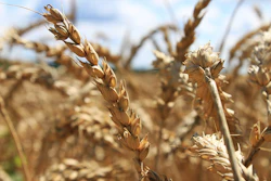 Close-up of mature wheat stalks in a golden harvest field under blue sky