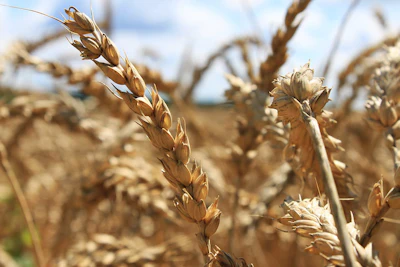 Close-up of mature wheat stalks in a golden harvest field under blue sky
