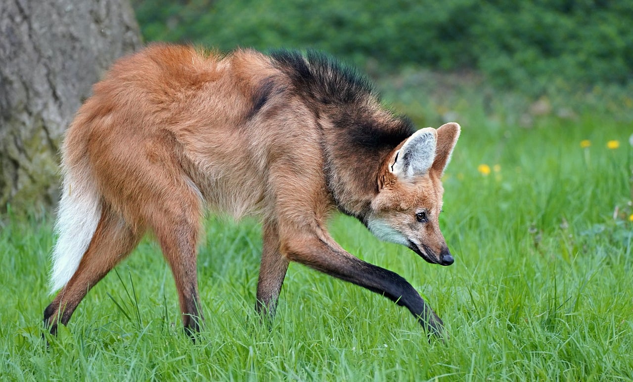 Brown and tan coyote with black markings walking through green grass near a tree trunk