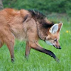 Brown and tan coyote with black markings walking through green grass near a tree trunk