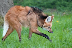 Brown and tan coyote with black markings walking through green grass near a tree trunk