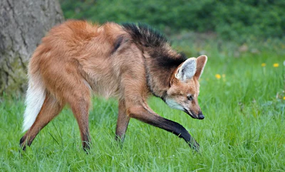 Brown and tan coyote with black markings walking through green grass near a tree trunk